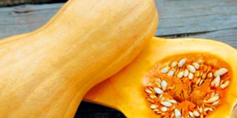 Tikva matilda f1: recenzije, fotografije